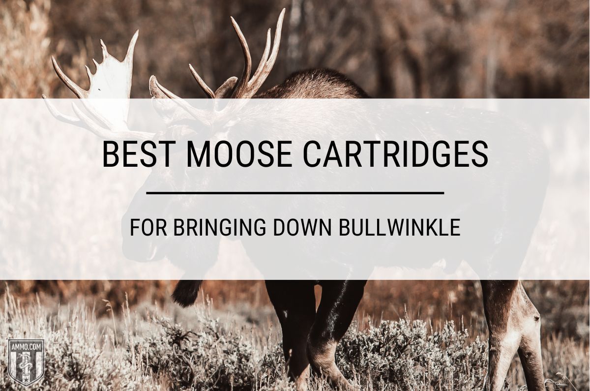 Best Moose Cartridges Chosen by Experts at Ammo.com